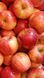 Гель для душу PINK Victoria's Secret Pink Apple PN00077 фото 2