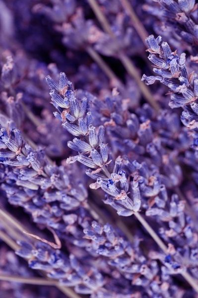 Міст для тіла PINK Victoria's Secret Lavender PN00039 фото